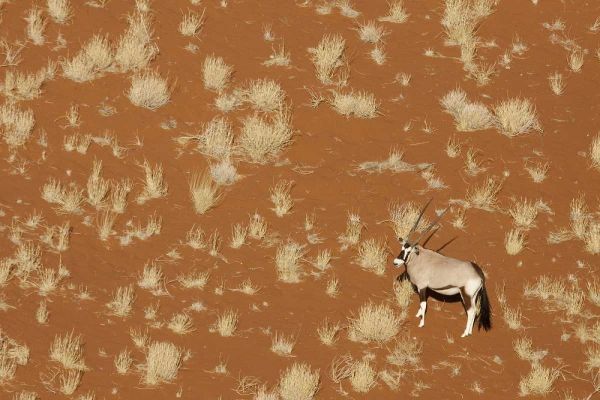 Namibia, Namib-Naukluft , Sossusvlei Lone oryx
